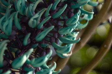 Texture of turquoise jade vine flowers in tropical nature © IM19AA