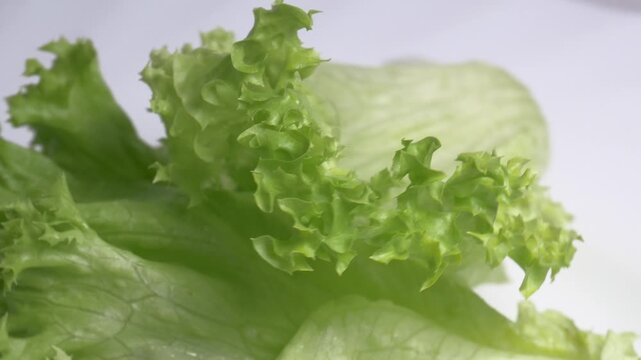 Close-up of fresh green lettuce leaves rotating on a white plate, showcasing their crisp curly edges and vibrant textured surface under bright lighting.