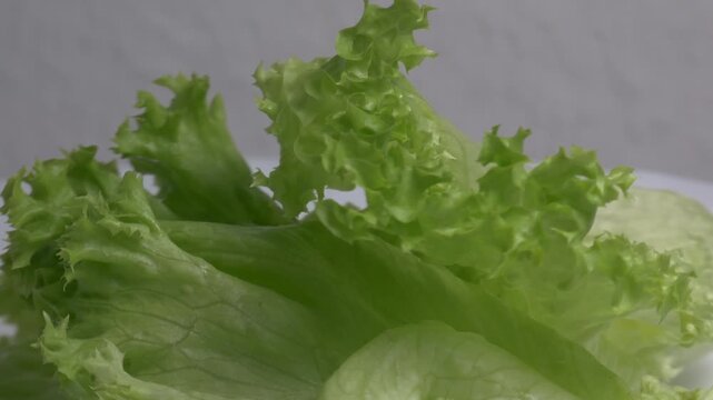 Close-up of fresh green lettuce leaves rotating on a white plate, showcasing their crisp curly edges and vibrant textured surface under bright lighting.