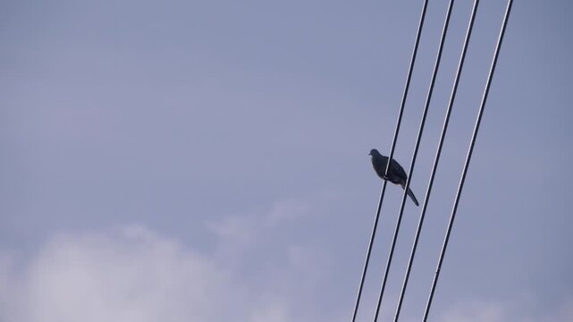 Wide view of a zebra dove on a power line vocalizing and singing continuously, wild bird in a Thailand suburban neighborhood, authentic Southeast Asian avian atmosphere.