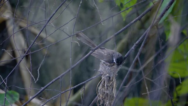 Adult pied fantail resting inside its cup nest on a branch, wild bird in a Thailand suburban neighborhood, authentic Southeast Asian avian atmosphere.