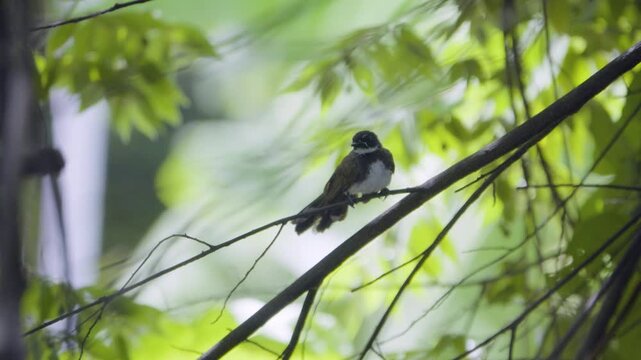 Front view of a pied fantail perched still on a tree branch, wild bird in a Thailand suburban neighborhood, authentic Southeast Asian avian atmosphere.
