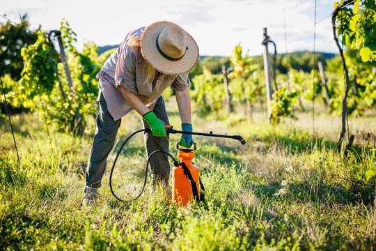Farmer pumping manual pressure sprayer in vineyard. Garden pressure sprayer with pesticide for grapevine care