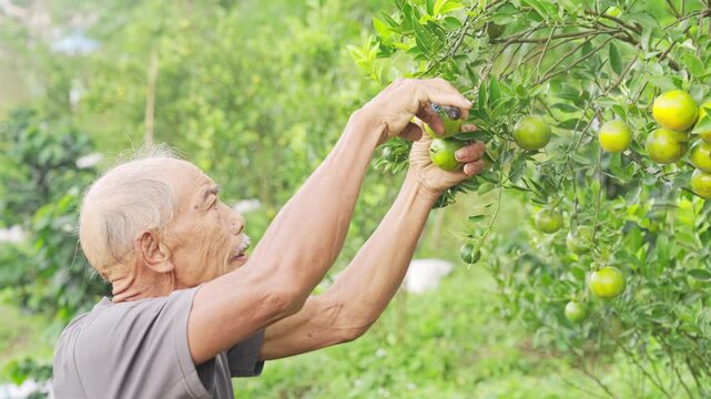 A senior asian farmer harvesting green oranges, tangerine citrus fruit, from tree on farm, field, plantation, orchard, in bali, indonesia, southeast asia, pruning shears, grey hair, aging population
