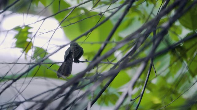 Back view of a pied fantail bird perched on a branch before flying away, wild bird in a Thailand suburban neighborhood, authentic Southeast Asian avian atmosphere.