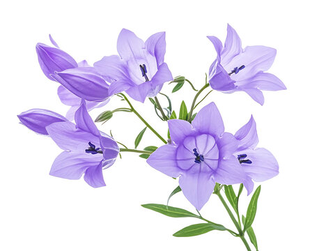 Beautiful purple bellflowers isolated on a clean white background for botanical design.