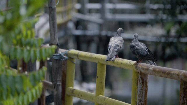 Two rock pigeons perched on a canal walkway, wild bird in a Thailand suburban neighborhood, authentic Southeast Asian avian atmosphere.