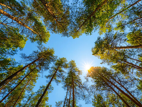 Looking up through tall pine trees toward a bright blue sky and shining sun.