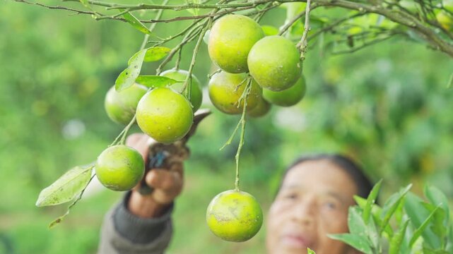 farmer hand harvesting green siam oranges, citrus nobilis, a tropical citrus tangerine fruit, pruning shears, on farm, plantation, field, in bali, indonesia, southeast asia, closeup slow motion shot