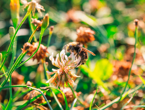 Macro view of a fuzzy bumblebee (Bombus) pollinating a white clover flower
