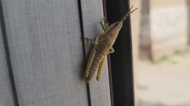 Large brown grasshopper resting on a grey textured surface
