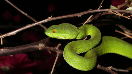 Obraz premium green snake 