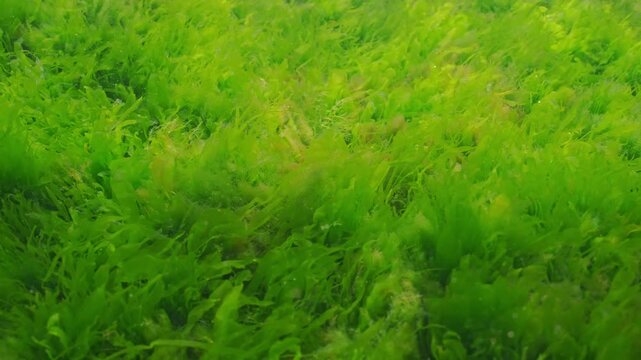 Carpet of Sea Lettuce green algae, Ulva lactuca covered seabed swaying in current of water. Underwater landscape of green seaweed on sea bottom. Scene of seafloor with green weed