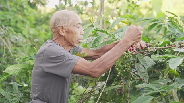 Old man arabica farmer hand picking or harvesting ripe red coffee cherry or berry on plant or tree in farm, field, plantation, in bali, indonesia, southeast asia, grey hair, wrinkled