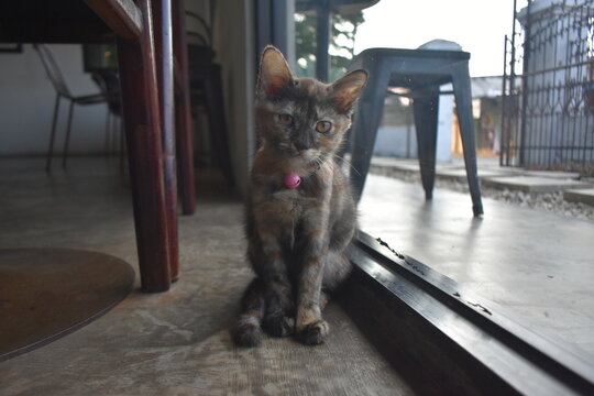 kitten with pink bell necklace on the floor near the legs of the chair and table, with glass facing the garden