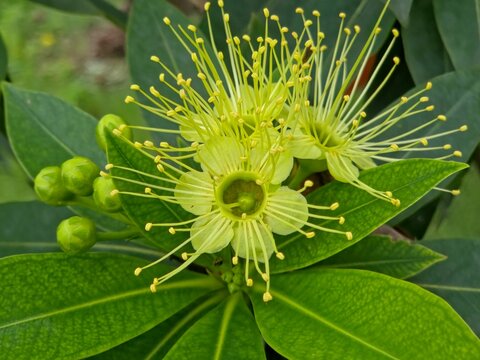 Close-up of Vibrant Yellow Golden Penda Flowers and Buds