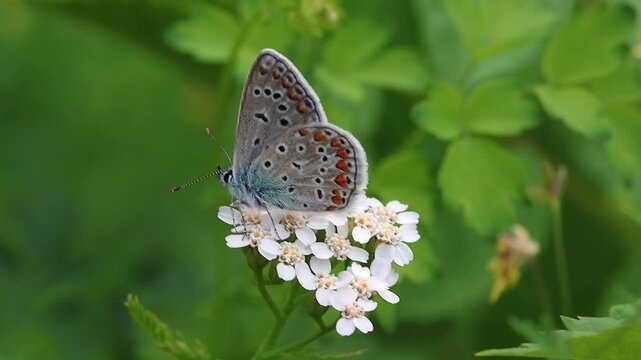 macro of a male polyommatus icarus the common blue butterfly on a Achillea millefolium blossom