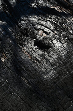 Burnt old walnut wood tree background