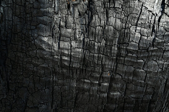 Burnt old walnut wood tree background	