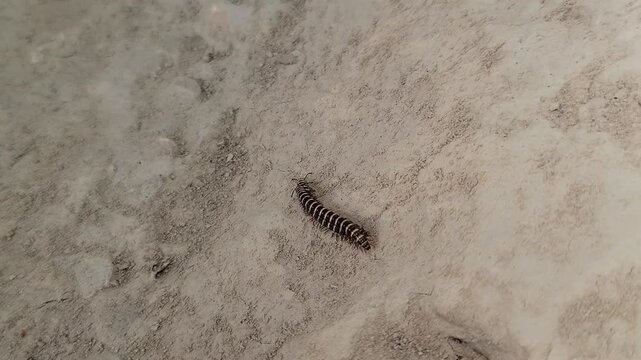 Small striped millipede crawling on dry textured ground
