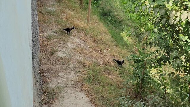 Two black crows foraging on a grassy slope in a rural village