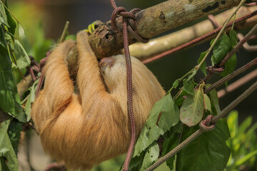 A little sloth resting on a tree branch in an animal park in Costa Rica © Oleksandr