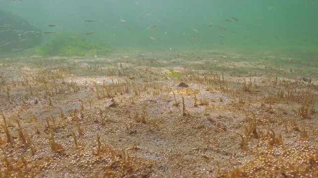 School of Silversides Atherina, Big-scale sand smelt (Atherina boyeri) swims above sandy sea bottom covered by colonial microalgae producing many gas micro bubbles which silvering in sun light