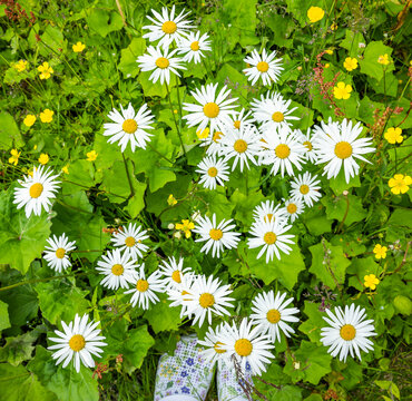Bl&uuml;hende Margeritenwiese im Sommer