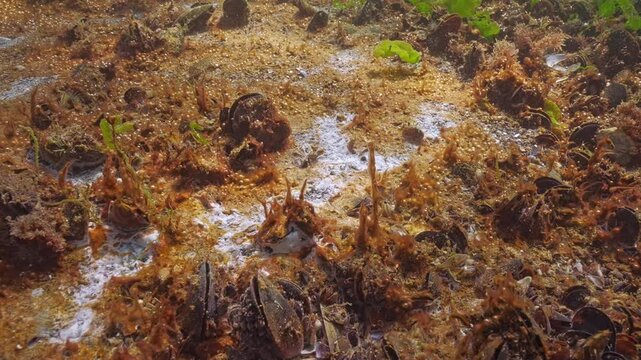 Brown coating consisting of single-celled, colonial blue-green algae with gas bubbles (cyanobacteria) and white film of marine mold (fungal mycelium) covering colony of mussels shellfish, close-up