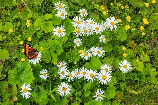 Bl&uuml;hende Margeritenwiese im Sommer mit Schmetterling
