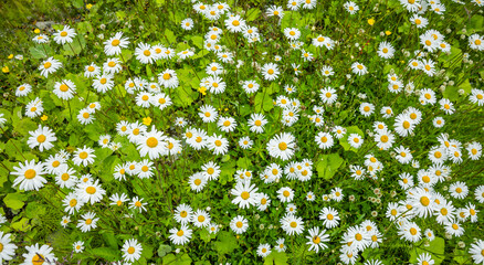 Blühende Margeritenwiese im Sommer © by-studio