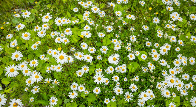 Bl&uuml;hende Margeritenwiese im Sommer