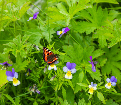 Schmetterling auf Stiefm&uuml;tterchen in einer Wildblumenwiese