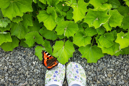 Gartenschuhe in einer gr&uuml;nen Blumenwiese mit einem Schmetterling