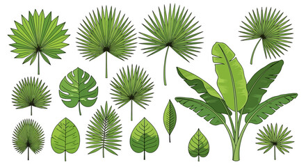 Collection of various tropical palm leaves and banana leaves. © Assad