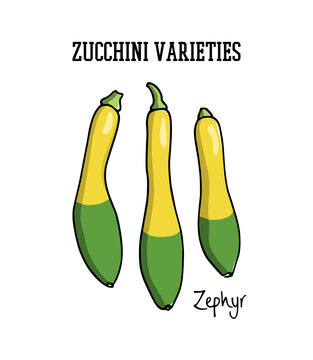 Vector card with hand drawn ripe Zephyr zucchini. Ink drawing, graphic style. Cool vegetable print, beautiful design elements