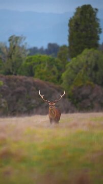red deer in the woods