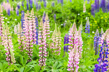 Obraz premium Mehrfarbige Lupinen in einer Wildblumenwiese