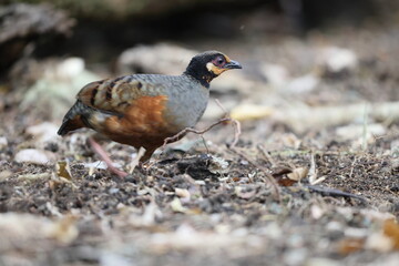 Obraz premium Chestnut-bellied partridge (Arborophila javanica) also known as chestnut-bellied hill-partridge or Javan hill-partridge in Java Island, Indonesia