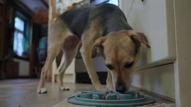 Small pet dog eagerly eats her breakfast from a plate on the floor
