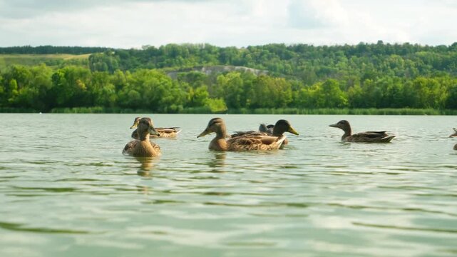 wild ducks swimming in the lake