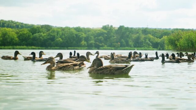 wild ducks swimming in the lake