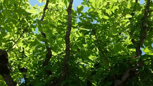 Rosskastanien Baum Bl&auml;tter unter der prallen Sonne im Hochsommer bieten Schatten im Park