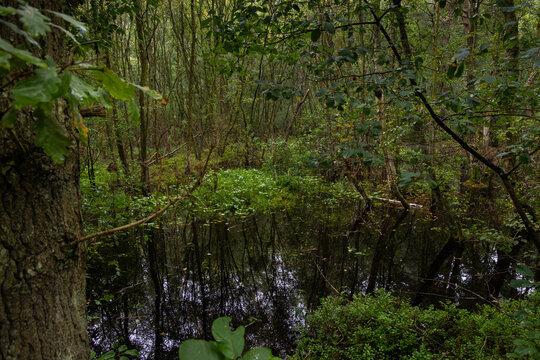 A flooded section of forest near the village of Jantar, Pomerania, Poland.