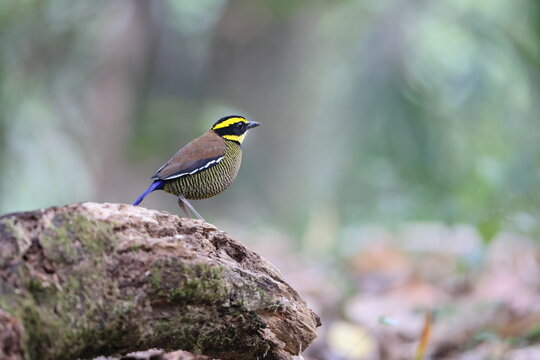 Javan banded pitta (Hydrornis guajanus) is a species of bird in the family Pittidae. This photo was taken in west Java.