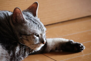 A languid house cat at twilight © Mt. Cape