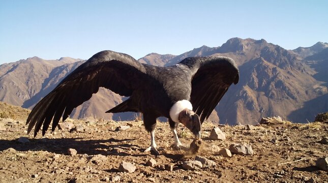 Vultur gryphus Andean condor foraging on high-altitude scree slopes with wings extended