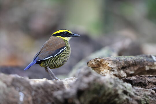 Javan banded pitta (Hydrornis guajanus) is a species of bird in the family Pittidae. This photo was taken in west Java.