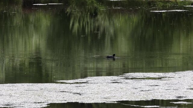 Eurasian coot swimming peacefully in a calm lake