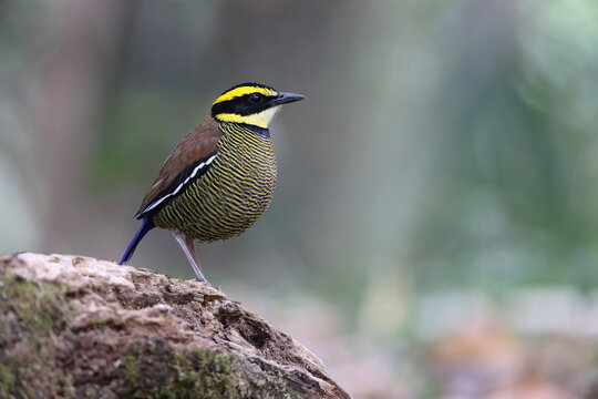 Javan banded pitta (Hydrornis guajanus) is a species of bird in the family Pittidae. This photo was taken in west Java.